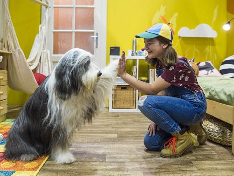 Terčin zvířecí svět - návrh pokojů